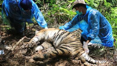 The medical team from the Aceh Natural Resources Conservation Agency examine the carcass of a dead Sumatran tiger in the Leuser Ecosystem Area, Ibuboh village, South Aceh, Aceh, September 26.
Antara/Syifa Yulinnas 
