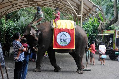 Wisatawan menunggang gajah Sumatera di Taman Safari Indonesia (TSI), Cisarua, Kabupaten Bogor, Jawa Barat, 29 Agustus 2021. ANTARA/Arif Firmansyah