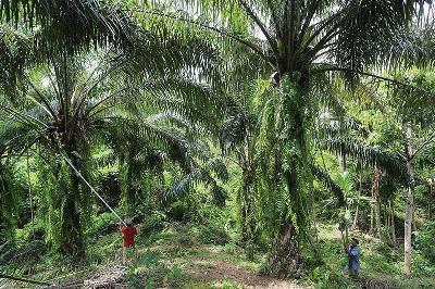 Pekerja memanen tandan buah segar kelapa sawit saat panen di Desa Jalin, Kecamatan Kota Jantho, Kabupaten Aceh Besar, Aceh, 23 Agustus 2021. ANTARA/Syifa Yulinnas