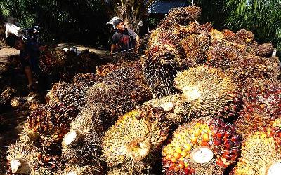Pekerja mengumpulkan Tandan Buah Segar kelapa sawit ke atas truk di Mamuju Tengah , Sulawesi Barat, 11 Agustus 2021. ANTARA/Akbar Tado