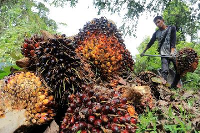 Pekerja mengangkut dan menata tandan buah segar kelapa sawit saat panen di Kabupaten Aceh Besar, Aceh, S23 Agustus 2021. ANTARA/Syifa Yulinnas