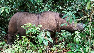 Ratu, an eight-year-old female Sumatran rhinoceros (Dicerorhinus sumatrensis) at the Sumatran Rhino Sanctuary (SRS) in Way Kambas National Park, Lampung, May 2010.
Reuters/Supri /File Photo

