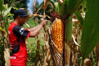 Petani memanen jagung di Nagreg, Kabupaten Bandung, Jawa Barat, 10 Mei 2020. TEMPO/Prima Mulia
