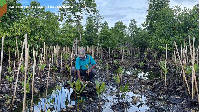 Salah satu petani menanam mangrove Kampung Maibo, Sorong, Papua Barat.