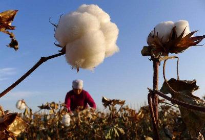 Petani memetik kapas dari sebuah ladang di Hami, Cina. REUTERS/China Daily