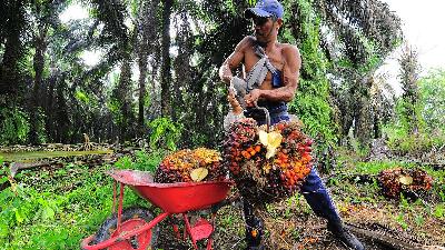A worker loads oil palm fresh fruit bunches into a wheelbarrow, in Petajen, Batanghari, Jambi, November 2020.
Antara/Wahdi Septiawan
