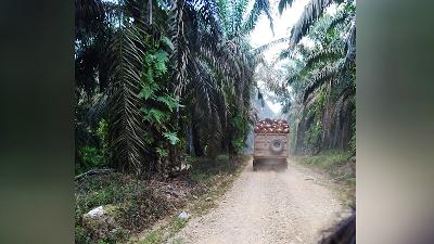 Tiga Koto KUD’s fresh fruit transport truck in the Bukit Suligi protected forest, heading to Padasa palm oil factory in Koto Kampar, Riau. 
Illegal Oil Palm Collaboration Team
