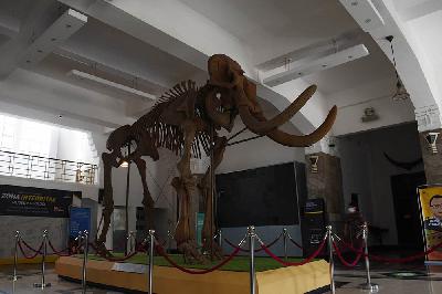 Fosil gajah Blora yang menjadi ikon Museum Geologi, Bandung, 22 Oktober 2021. TEMPO/Prima Mulia