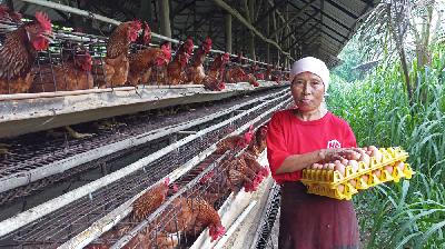 Pekerja sedang mengambil telur dari kandang peternakan ayam milik Atung di Legok, Banten. Tempo/Khairul Anam