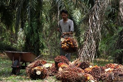 Petani mengumpulkan bongkahan kelapa sawit di Kampar, Riau. ANTARA/Rony Muharrman