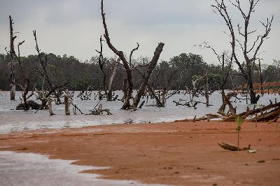 Kerusakan mangrove di Batam, Kepulauan Riau, 1 November 2021. ANTARA/Teguh Prihatna