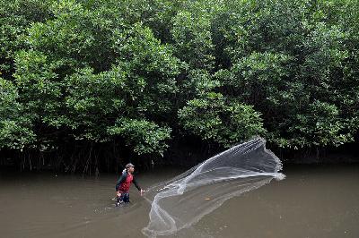 Warga menebar jala untuk mencari udang di kawasan hutan Mangrove Taman Hutan Raya (Tahura) Ngurah Rai, Bali, 2 November 2021. ANTARA/Fikri Yusuf