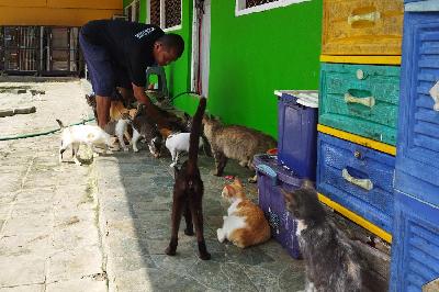 Petugas mengurus kucing yang dirawat di Rumah Kucing Parung, Kemang, Kabupaten Bogor, Jawa Barat, 2 November 2021. TEMPO/M.A Murtadho
