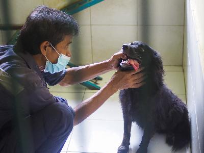 Petugas memeriksa anjing di penampungan anjing, Pusat Kesehatan Hewan DKI Jakarta, di Jakarta, 3 November 2021. TEMPO/Nurdiansah
