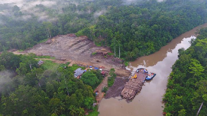 Deforestation by Design in Papua 