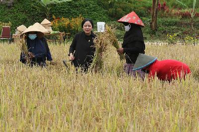 Ketua DPR Puan Maharani memanen padi bersama petani di persawahan Banjar, Licin, Banyuwangi, Jawa Timur, 12 November 2021. ANTARA/Budi Candra Setya