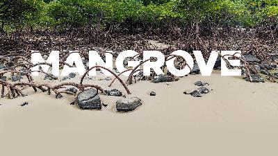 Mangrove/Tempo