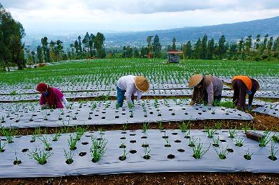 Kawasan pertanian "Food Estate" lereng gunung Sindoro Desa Bansari, Temanggung, Jawa Tengah, 18 November 2021. ANTARA/Anis Efizudin