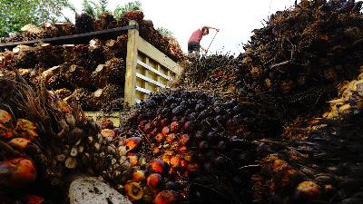 A worker loads palm oil fresh fruit bunches onto a truck in Tarailu, Mamuju, West Sulawesi, in May.
ANTARA PHOTO/Akbar Tado
