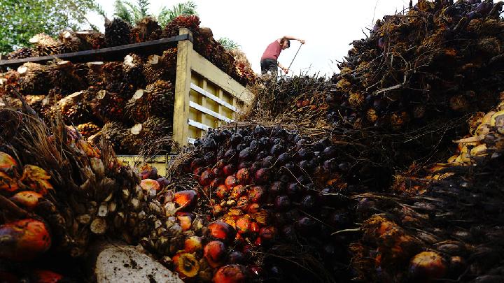 Oil Palm Paradise’s Empty Coffers