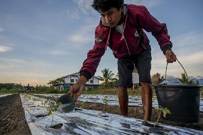 Petani menggunakan pupuk untuk tanaman tomat di Desa Lolu, Sigi, Sulawesi Tengah, 27 Oktober 2021. ANTARA/Basri Marzuki