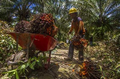 Pekerja memanen tandan buah segar kelapa sawit di Laras Selatan, Kabupaten Tapin, Kalimantan Selatan, 11 November 2021. ANTARA/Bayu Pratama S