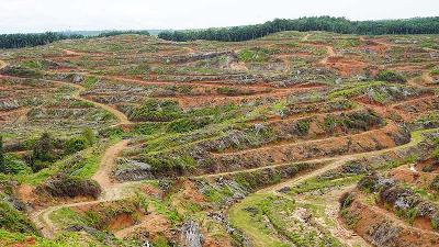 Penampakan perkebunan sawit milik sebuah perusahaan yang sedang melakukan replanting di dekat TWA Sebelat, 29 Oktober 2021. Auriga Nusantara/Yustinus Seno
