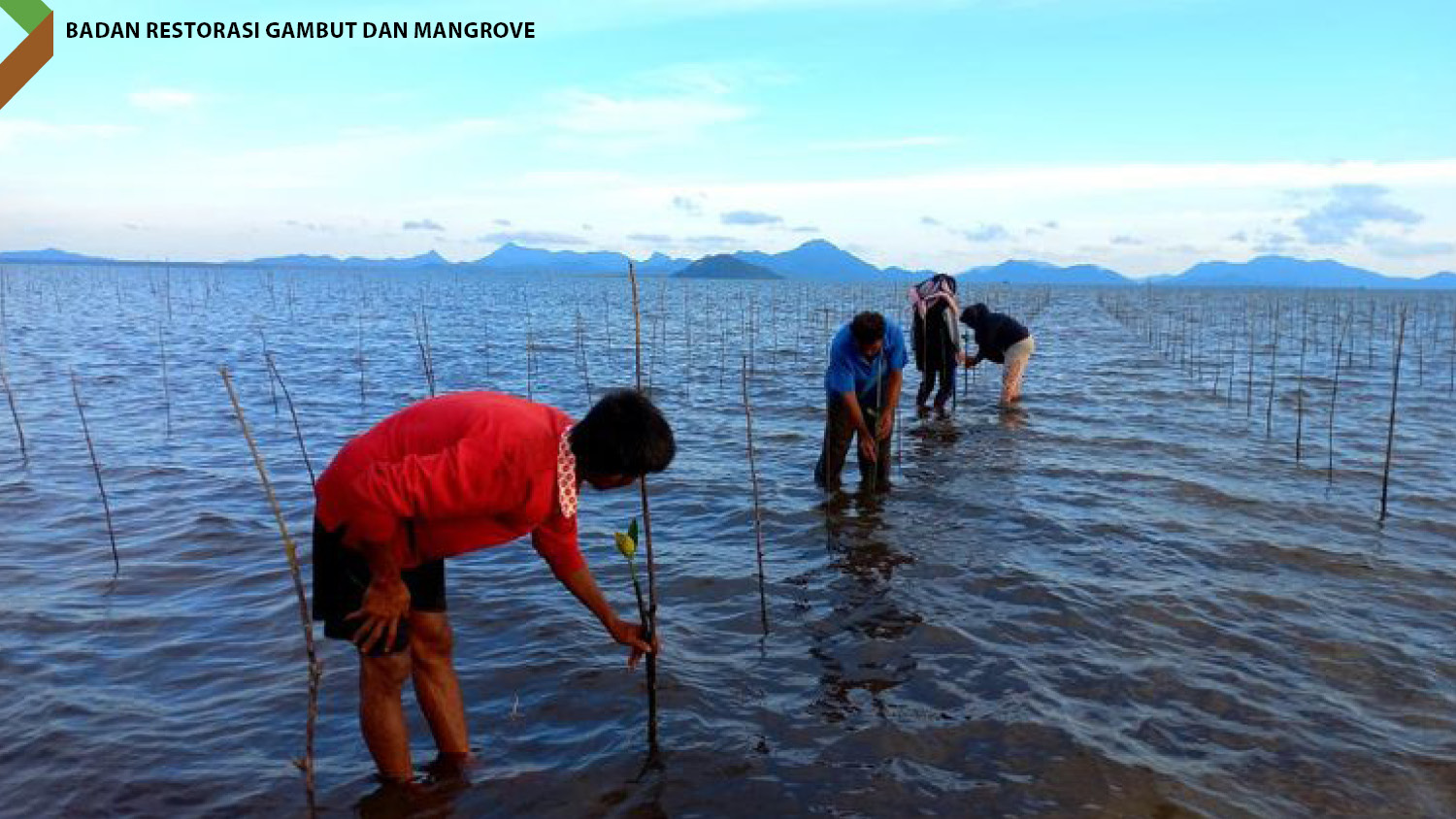 Salah satu upaya penanaman ajik atau bibit mangrove oleh Badan Restorasi Gambut dan Mangrove (BRGM).