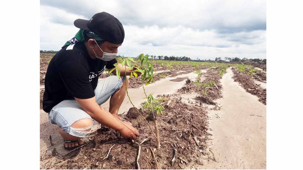Kondisi tanaman singkong yang sudah berusia 5 bulan lahan proyek food estate Kementerian Pertahanan di Kabupaten Gunung Mas, Kalimantan Tengah,  27 Agustus 2021/Tempo