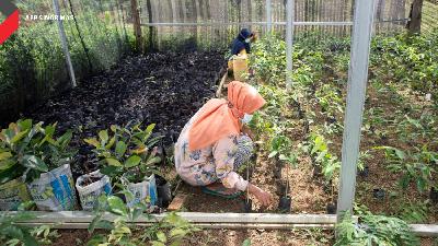Beberapa warga Dusun Pancoran Desa Muara Merang Kecamatan Bayung Lencir Kabupaten Muba Sumsel sedang menanam bibit tanaman di nursery yang di buat oleh APP Sinar Mas bekerja sama dengan Yayasan Inisiatif Dagang Hijau (IDH),  Gerakan Cinta Desa (G-Cinde) dan Pemerintah Kabupaten Musi Banyuasin. 