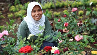 Tri Mumpuni di kebun mawarnya di Subang, Jawa Barat, 6 Desember 2021. TEMPO/Gunawan Wicaksono