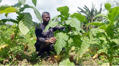 Petani merawat tanaman tembakau di desa Lam Aling, Aceh Besar, Aceh, 6 Januari 2022. ANTARA/Ampelsa
