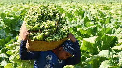 A farmer harvests tobacco leaves in Tatung village, Ponorogo, East Java, August 2020).
ANTARA FOTO/Siswowidodo
