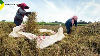 Ilustrasi petani menggarap padi di sawah.