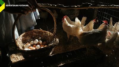 Ilustrasi telur dari peternak ayam.