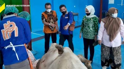 Penjabat Direksi Perusahaan Daerah Rumah Potong Hewan (RPH) Kota Makassar, Syafrullah meninjau pemotongan sapi dengan cara modern untuk memenuhi kebutuhan bulan puasa.