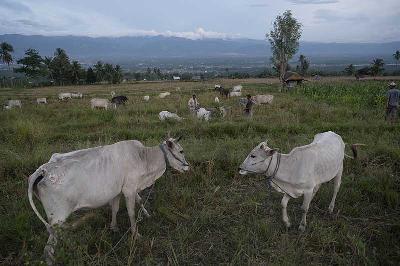 Warga menggembalakan ternak sapi di Desa Porame, Sigi, Sulawesi Tengah, 22 Februari 2022. ANTARA/Basri Marzuki