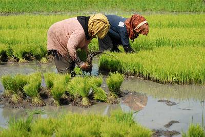 Petani menyiapkan bibit padi di musim rendeng di area persawahan Gedebage, Bandung, Jawa Barat, 15 Desember 2021.  TEMPO/Prima Mulia