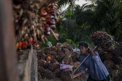 Pekerja menaikkan buah kelapa sawit yang baru panen di perkebunan sawit di Desa Berkat, Bodong-Bodong, Mamuju Tengah, Sulawesi Barat, 10 Maret 2022. ANTARA/Basri Marzuki