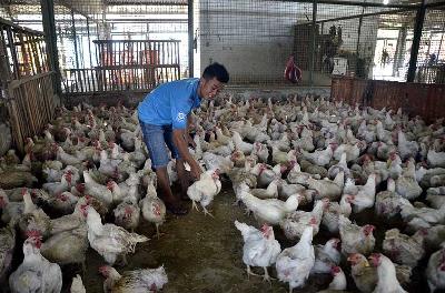 Peternak ayam potong memeriksa kondisi ayam di Rumah Potong Hewan Unggas Rawa Kepiting, Jakarta. Dok. TEMPO/Fakhri Hermansyah
