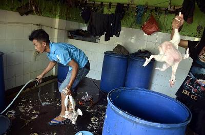 Pekerja membersihkan Rumah Potong Hewan Unggas Rawa Kepiting di Jakarta. Dok. TEMPO/Fakhri Hermansyah