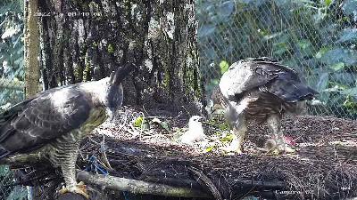 A scene of the first feeding process of a newly hatched Javanese Eagle from the Environment and Forestry Ministry’s video on YouTube, March 9.
YouTube/The Environment and Forestry Ministry
