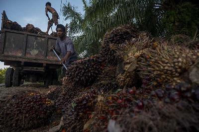 Pekerja menaikkan buah kelapa sawit yang baru panen di kawasan perkebunan sawit di Desa Berkat, Bodong-Bodong, Mamuju Tengah, Sulawesi Barat, 10 Maret 2022. ANTARA/Basri Marzuki