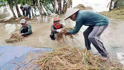 Petani memanen padi yang terendam banjir di Desa Nusadadi, Sumpiuh, Banyumas, Jateng, 18 Maret 2022. ANTARA/Idhad Zakaria
