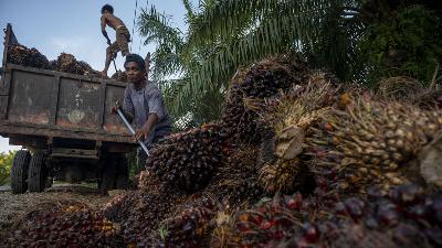 Pekerja menaikkan kelapa sawit yang baru dipanen di kawasan perkebunan sawit Desa Berkat, Bodong-Bodong, Mamuju Tengah, Sulawesi Barat, 10 Maret 2022. ANTARA/Basri Marzuki