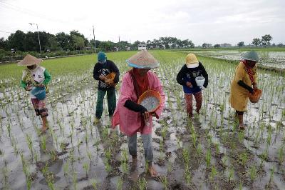 Buruh tani menaburkan pupuk tanaman padi di persawahan Desa Kedungboto, Jombang, Jawa Timur, 6 Januari 2021. ANTARA/Syaiful Arif