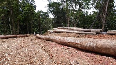Pohon yang baru ditebang untuk kebun tanaman atsiri di hutan Silabu, Pagai Utara, Kepulauan Mentawai, Sumatera Barat/Tempo/Febrianti