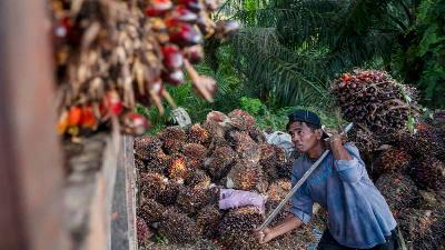 Buah kelapa sawit yang baru panen di kawasan perkebunan sawit di Desa Berkat,  Mamuju Tengah, Sulawesi Barat, 10 Maret 2022. ANTARA/Basri Marzuki