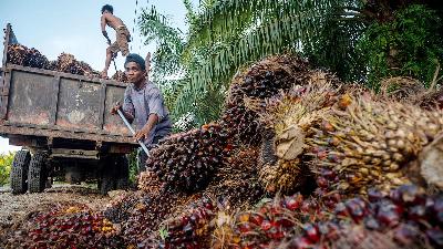 Workers load freshly harvested oil palm fruit in a plantation area in Berkat village, Central Mamuju, West Sulawesi, March 10.
ANTARA FOTO/Basri Marzuki
