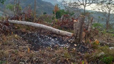 Hutan Bowosie di Labuan Bajo, Nusa Tenggara Timur. Dok. BPOLBF